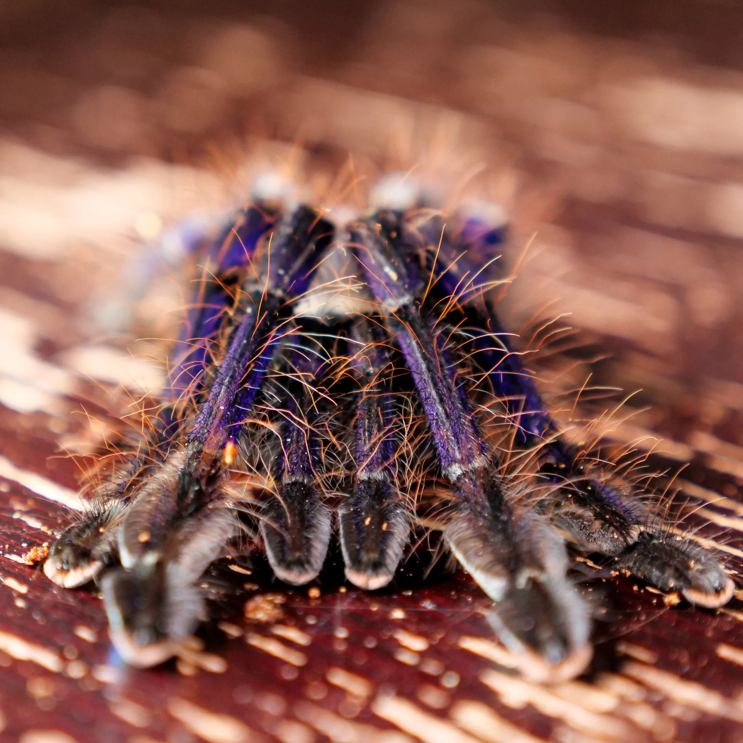 19512 lp tarantula feeding