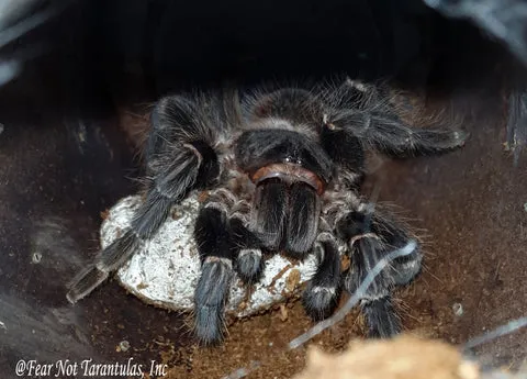 19512 lp tarantula habitat
