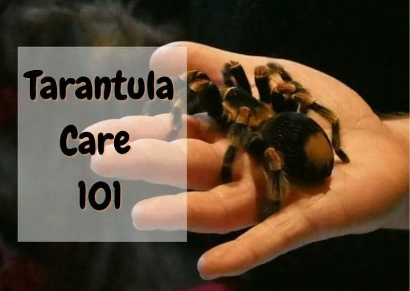 19512 lp tarantula molting