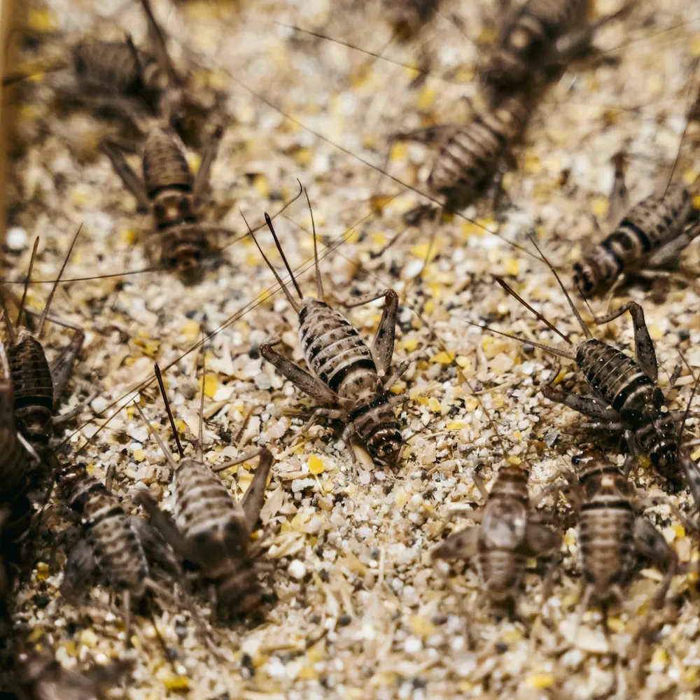 19513 cricket breeding