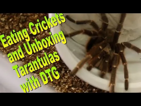 19513 cricket feeding