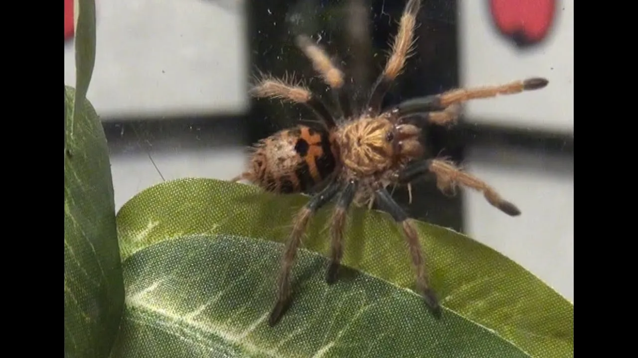 /img/19513-cricket-pests.webp
