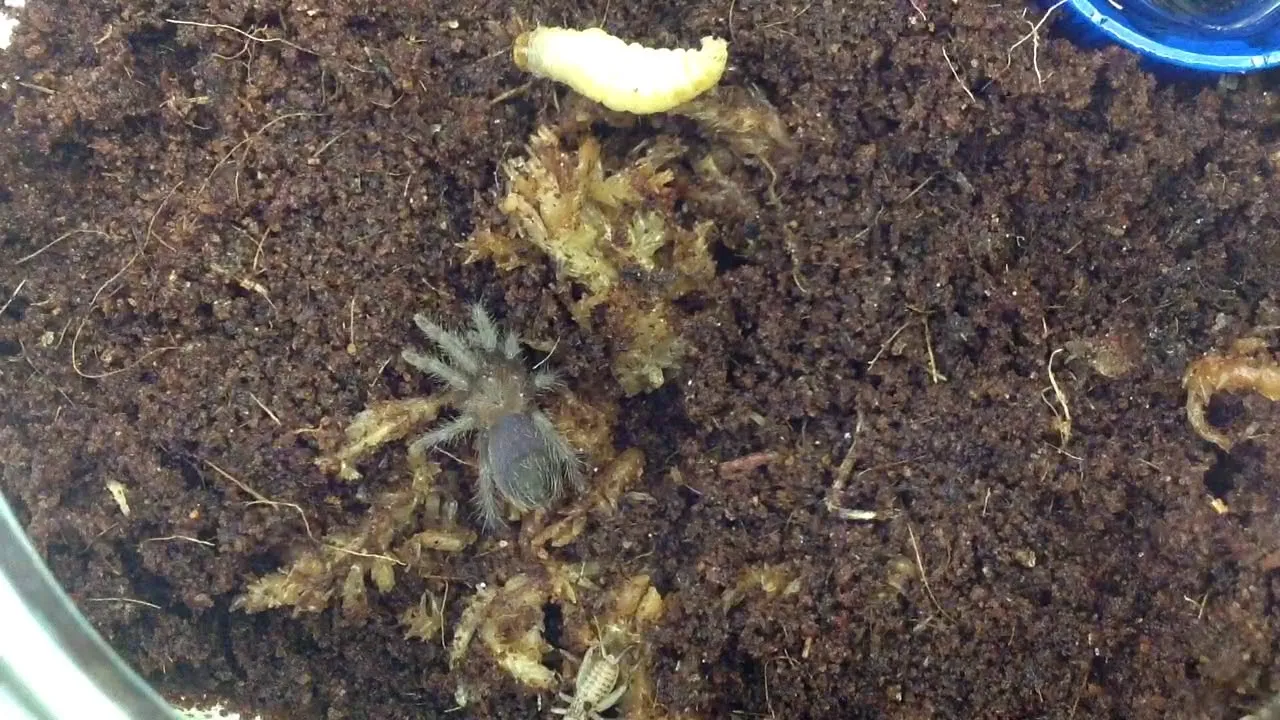 19513 harvesting crickets