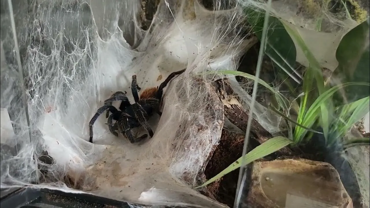 19513 healthy tarantula