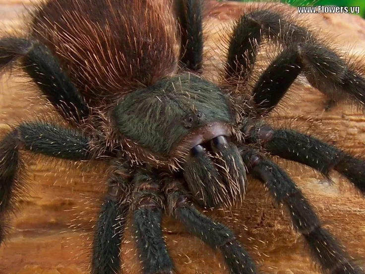 19514 tarantula behavior