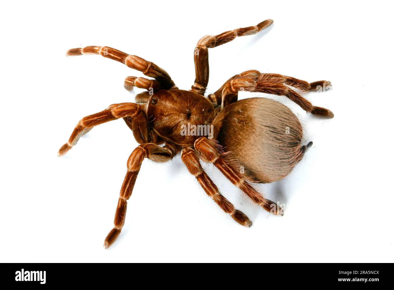 19514 tarantula hunting