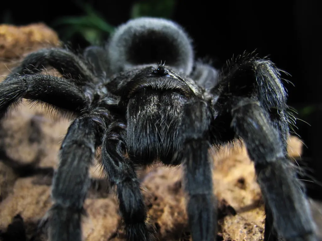 19514 tarantula lifespan