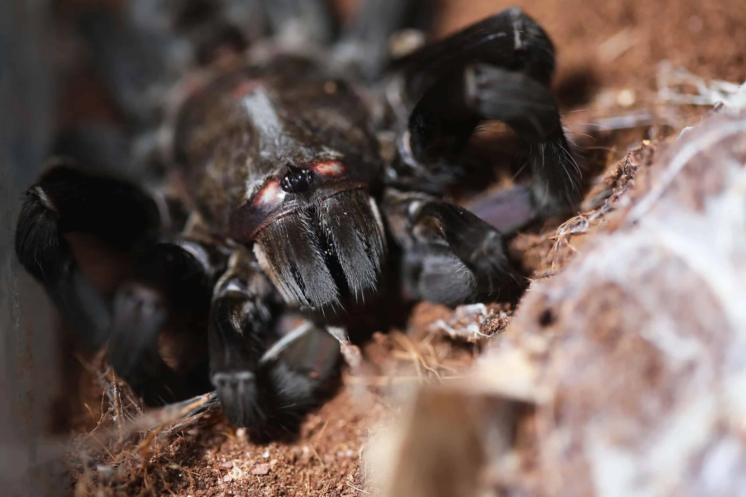 /img/19514-tarantula-predators.webp