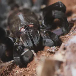 /img/19514-tarantula-predators.webp