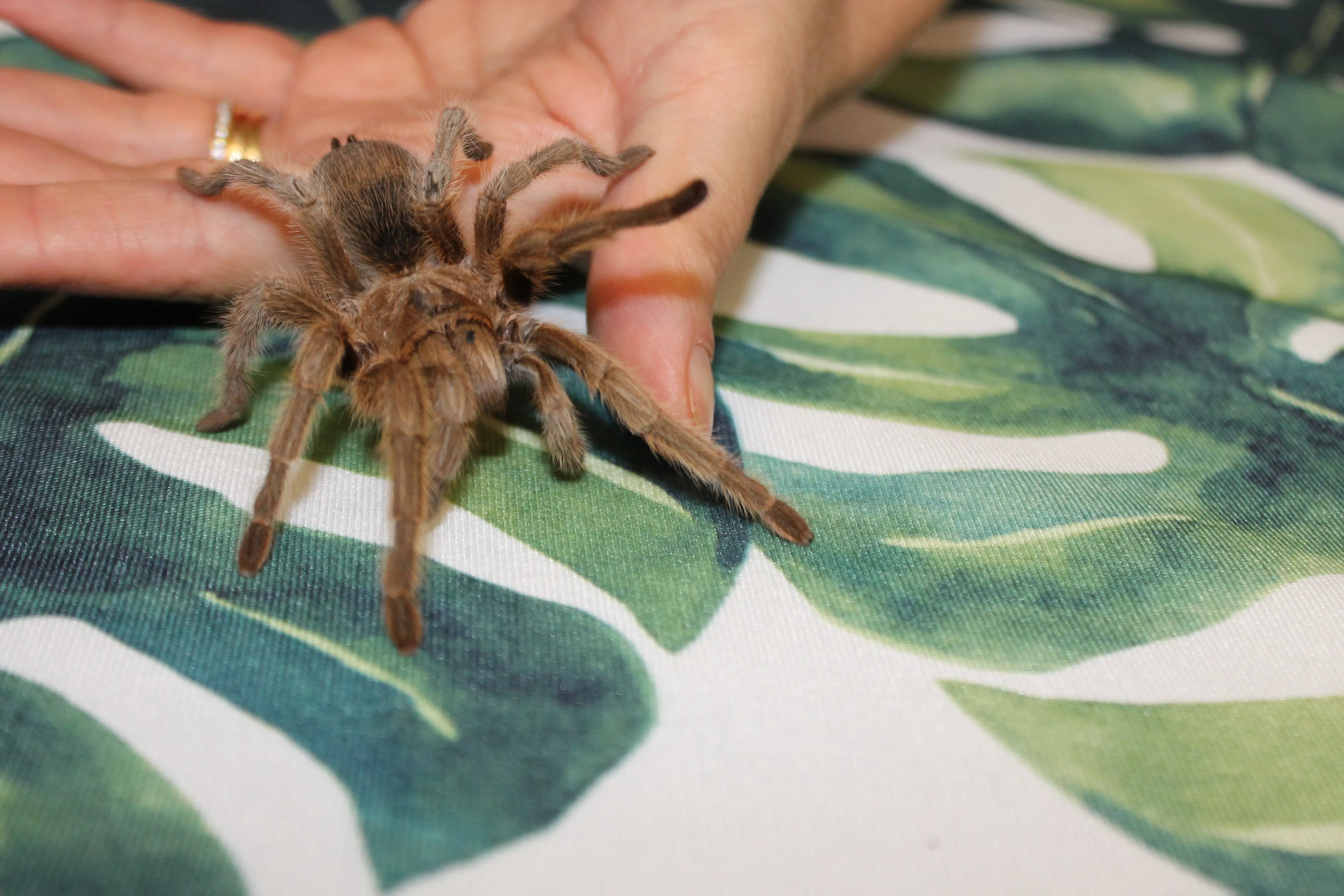 19514 tarantula size appearance