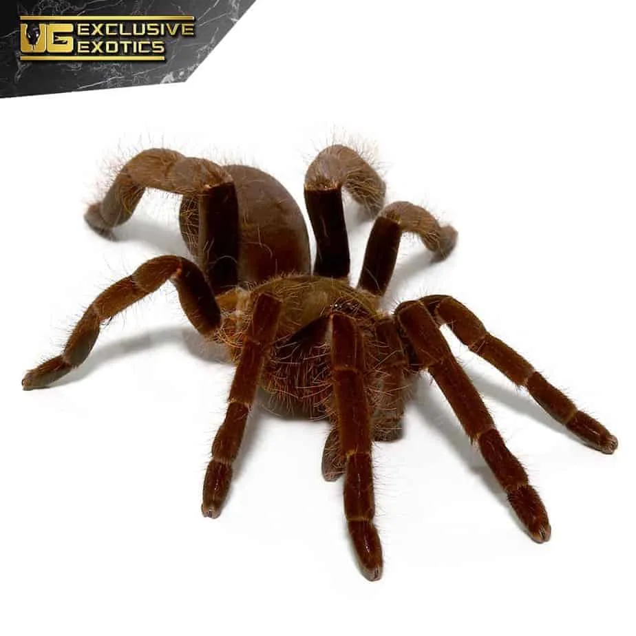 /img/19515-king-tarantula-pre-rolls-authenticity.webp