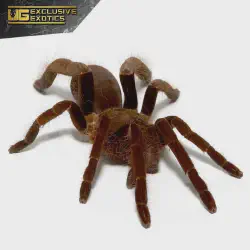 /img/19515-king-tarantula-pre-rolls-authenticity.webp