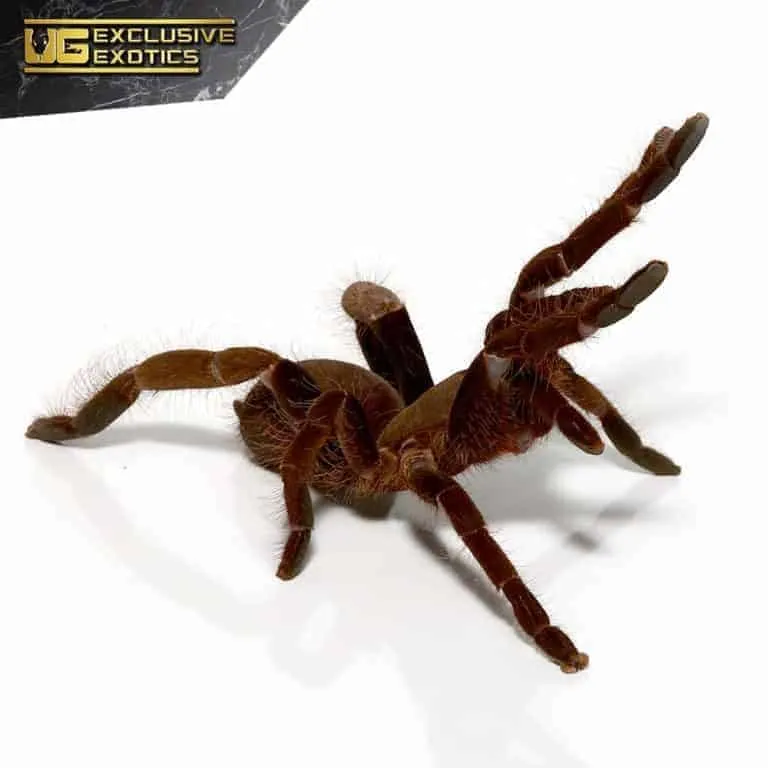 19515 king tarantula pre rolls online