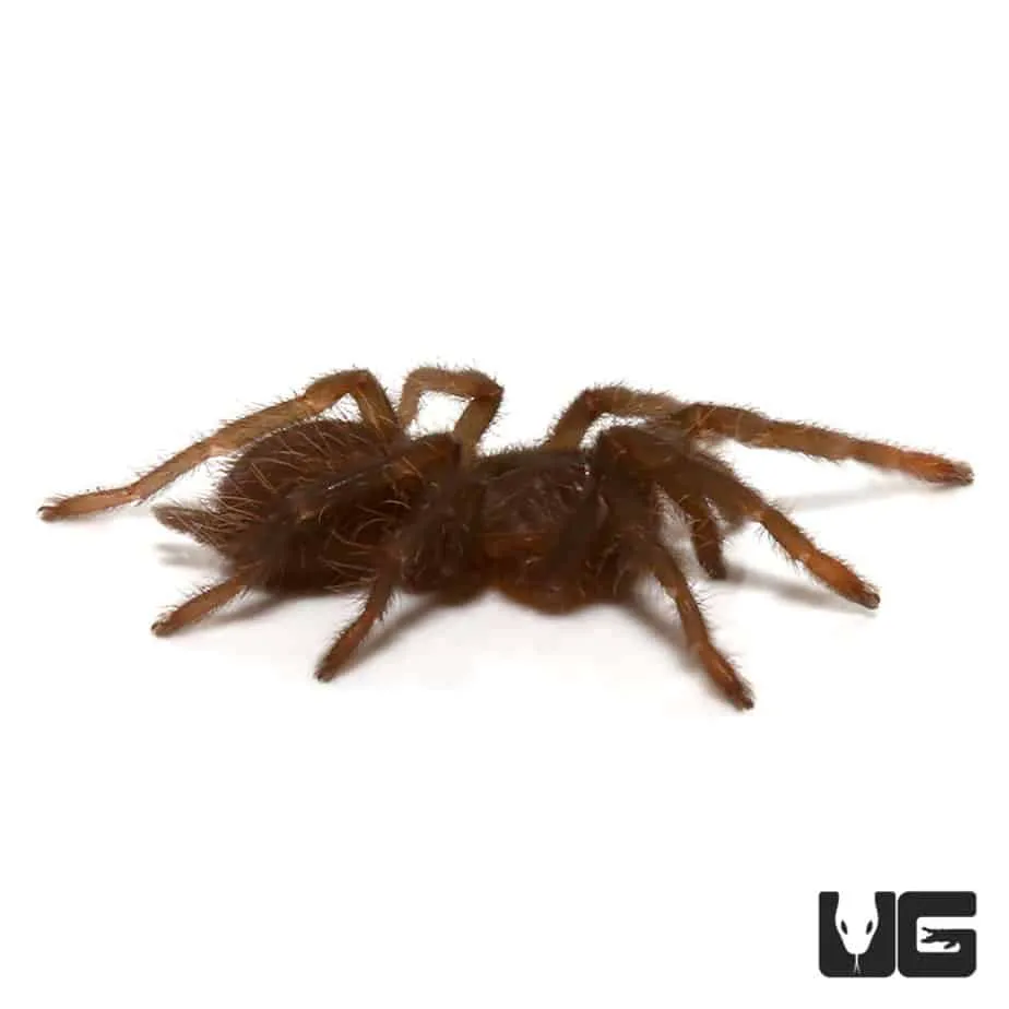 19515 king tarantula pre rolls product