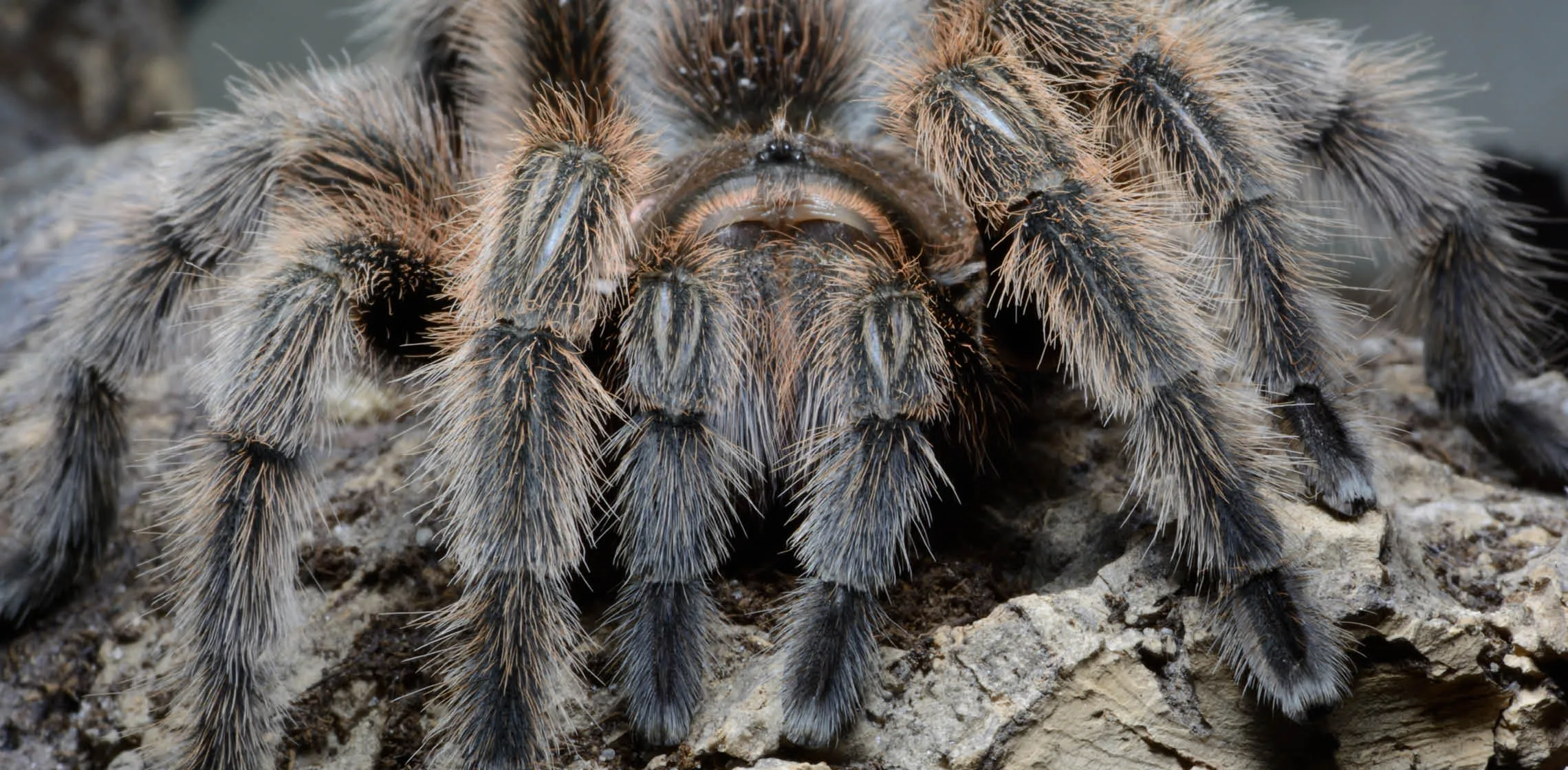 /img/19517-chilean-rose-tarantula-weight-7.webp