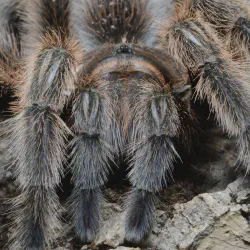 /img/19517-chilean-rose-tarantula-weight-7.webp
