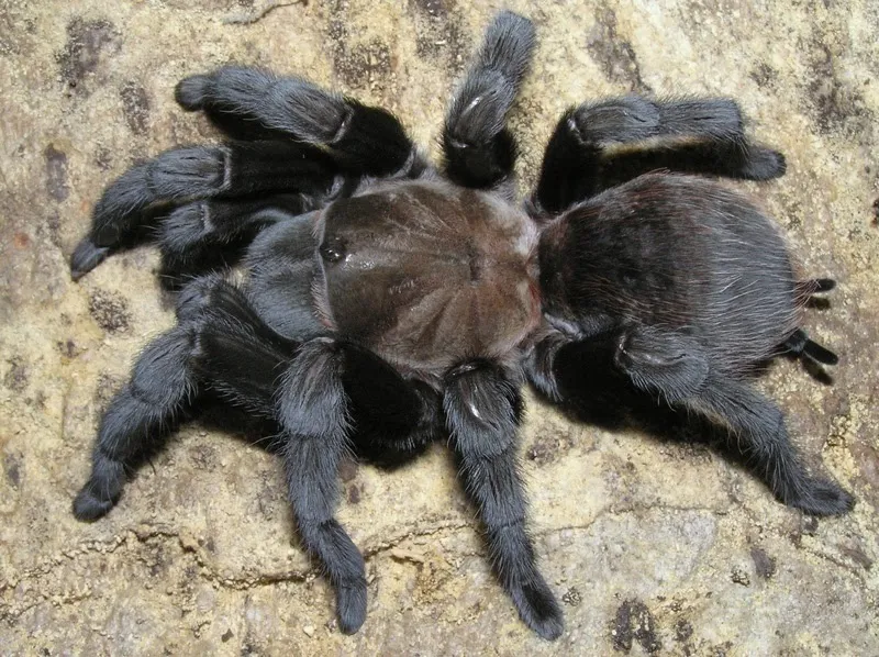 19519 feeding tarantula