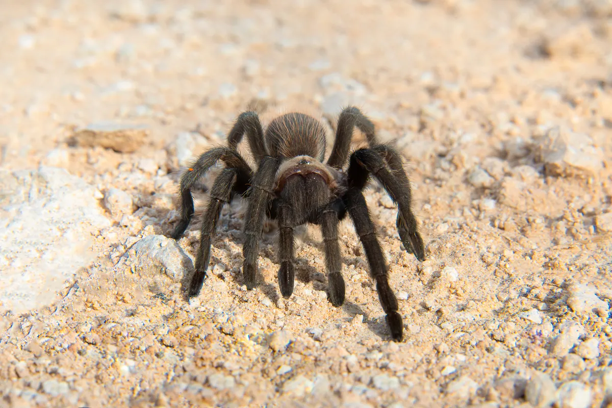 19519 tarantula habitat