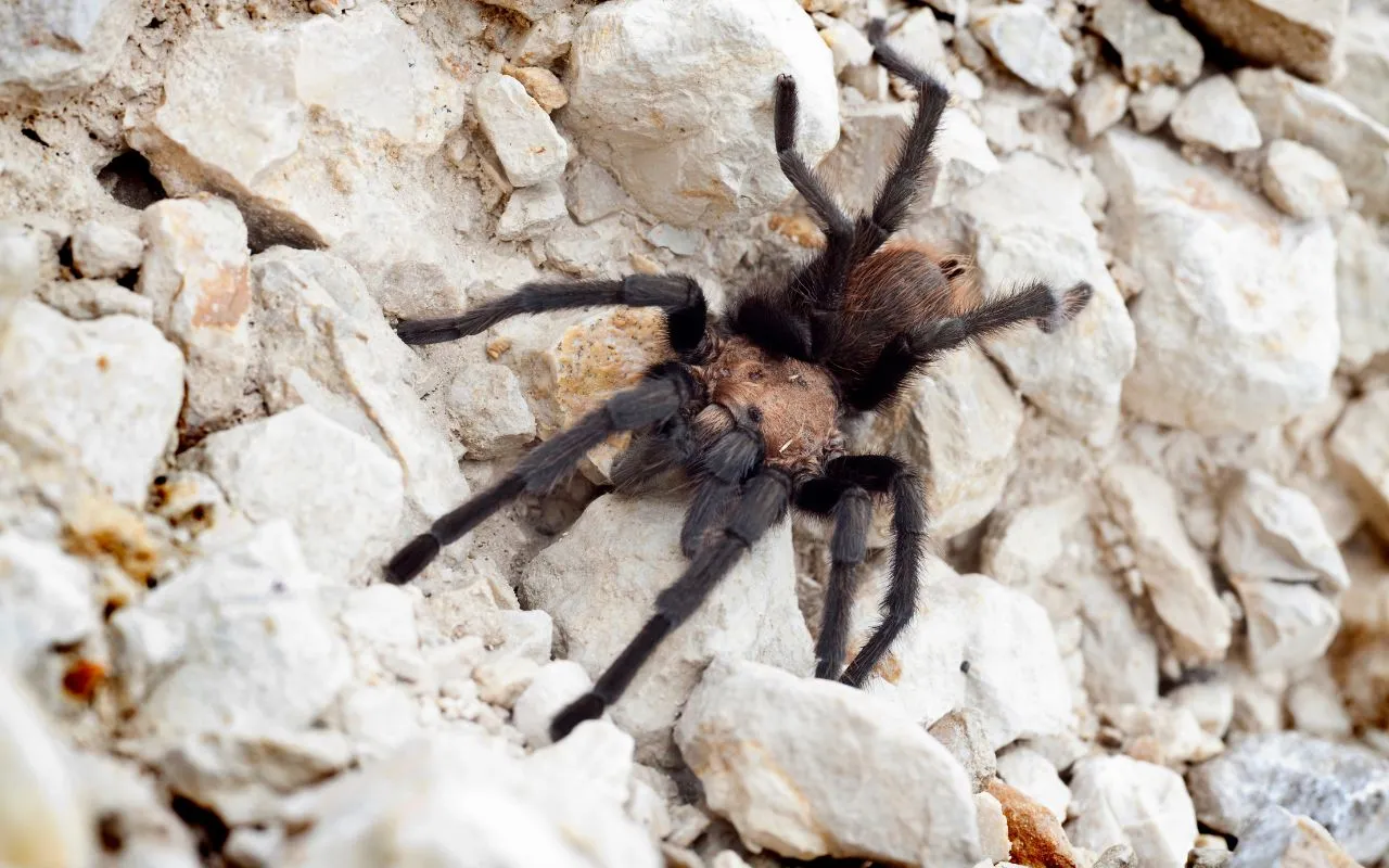 /img/19519-tarantula-health-check.webp