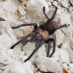 /img/19519-tarantula-health-check.webp