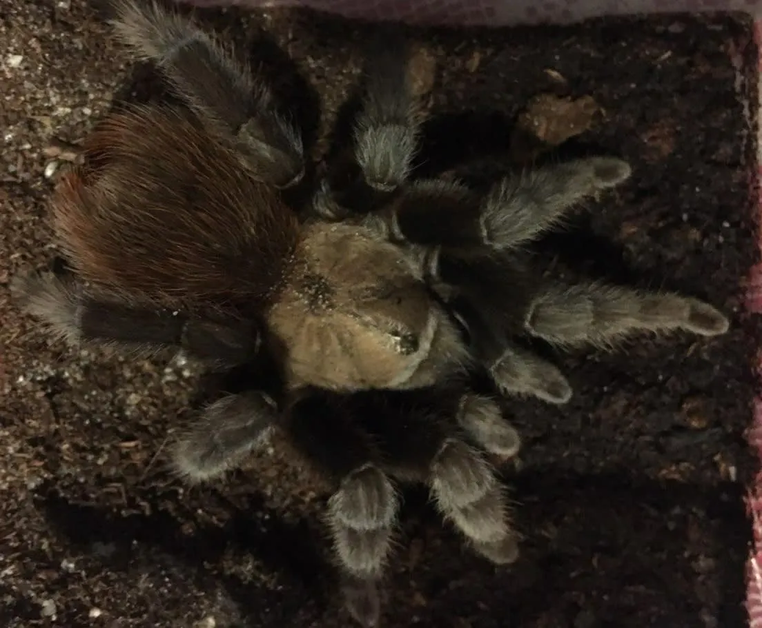 19519 texas tan tarantula handling