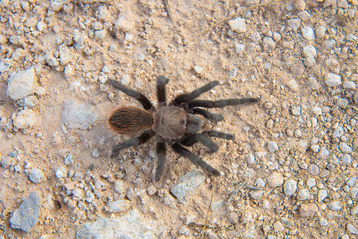 19519 texas tan tarantula molting