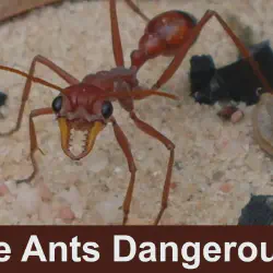 /img/19520-tarantula-healthy.webp