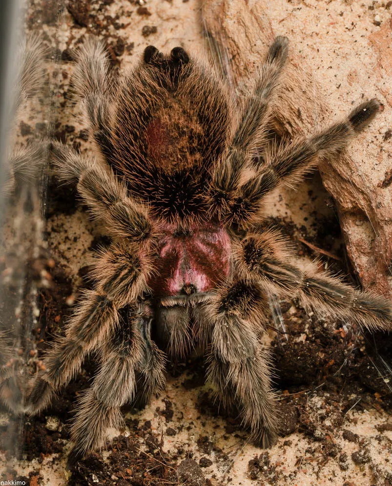 19521 tarantula habitat