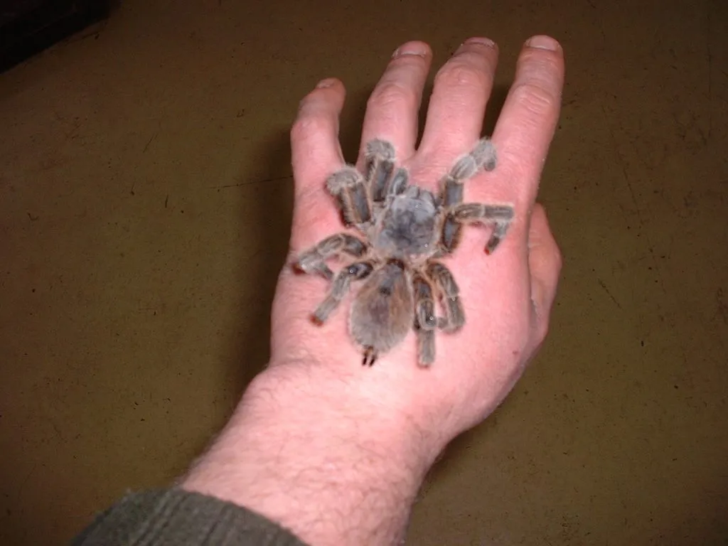 /img/19521-veterinarian-examining-tarantula.webp