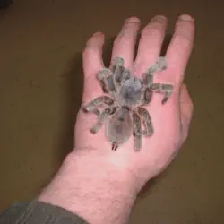 /img/19521-veterinarian-examining-tarantula.webp