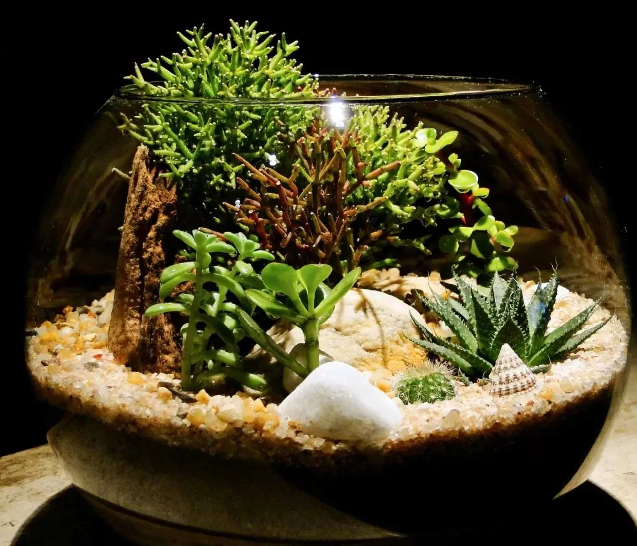 19522 cleaning tarantula enclosure