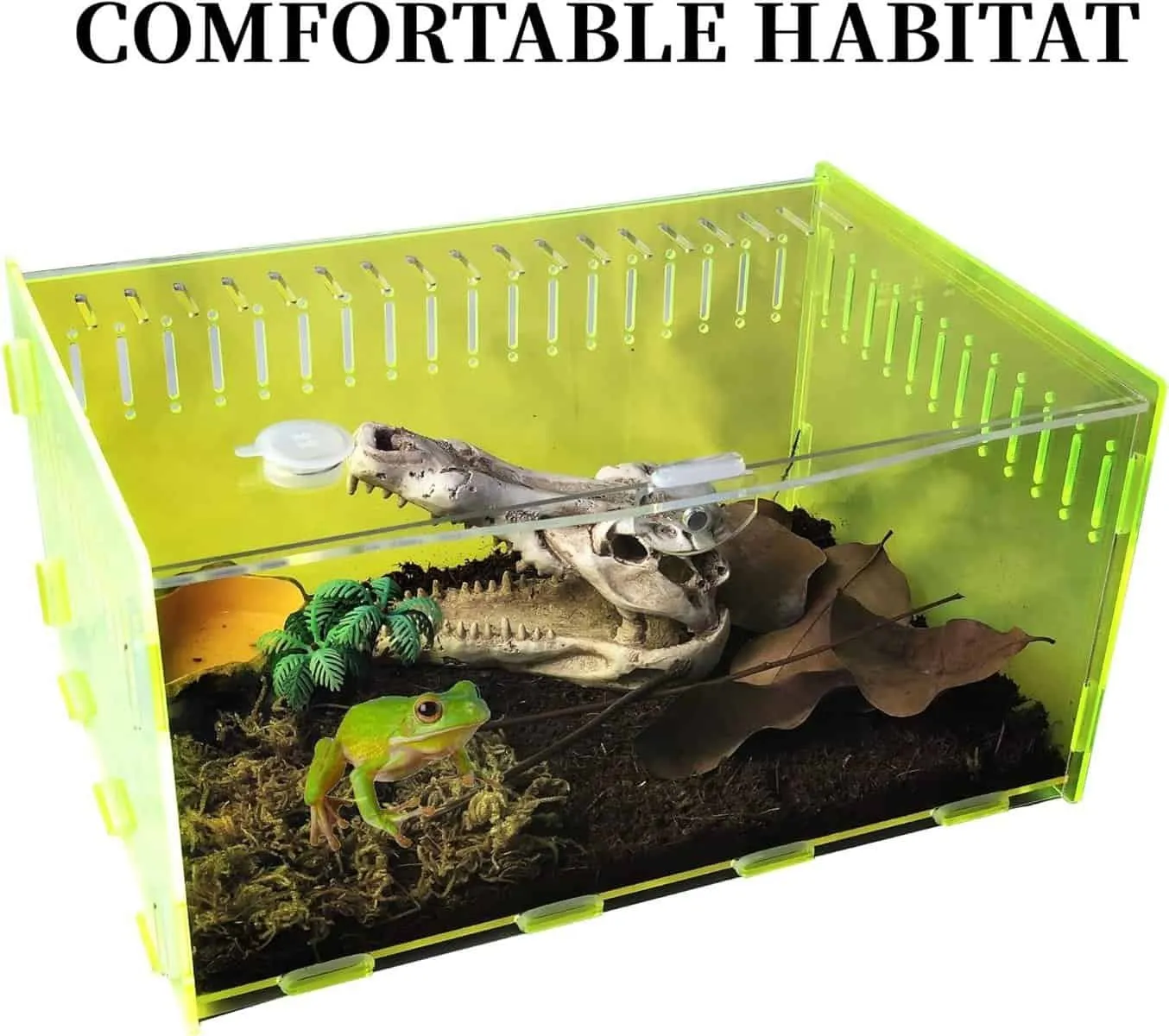 19522 tarantula burrowing