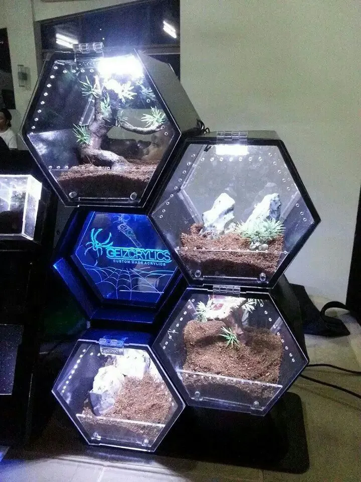 19522 tarantula in enclosure