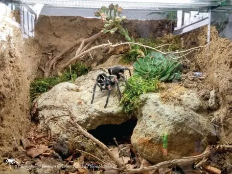 /img/19522-tarantula-watering.webp