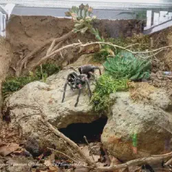 /img/19522-tarantula-watering.webp