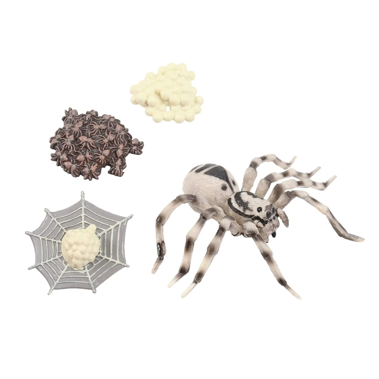 19523 adult tarantula mating