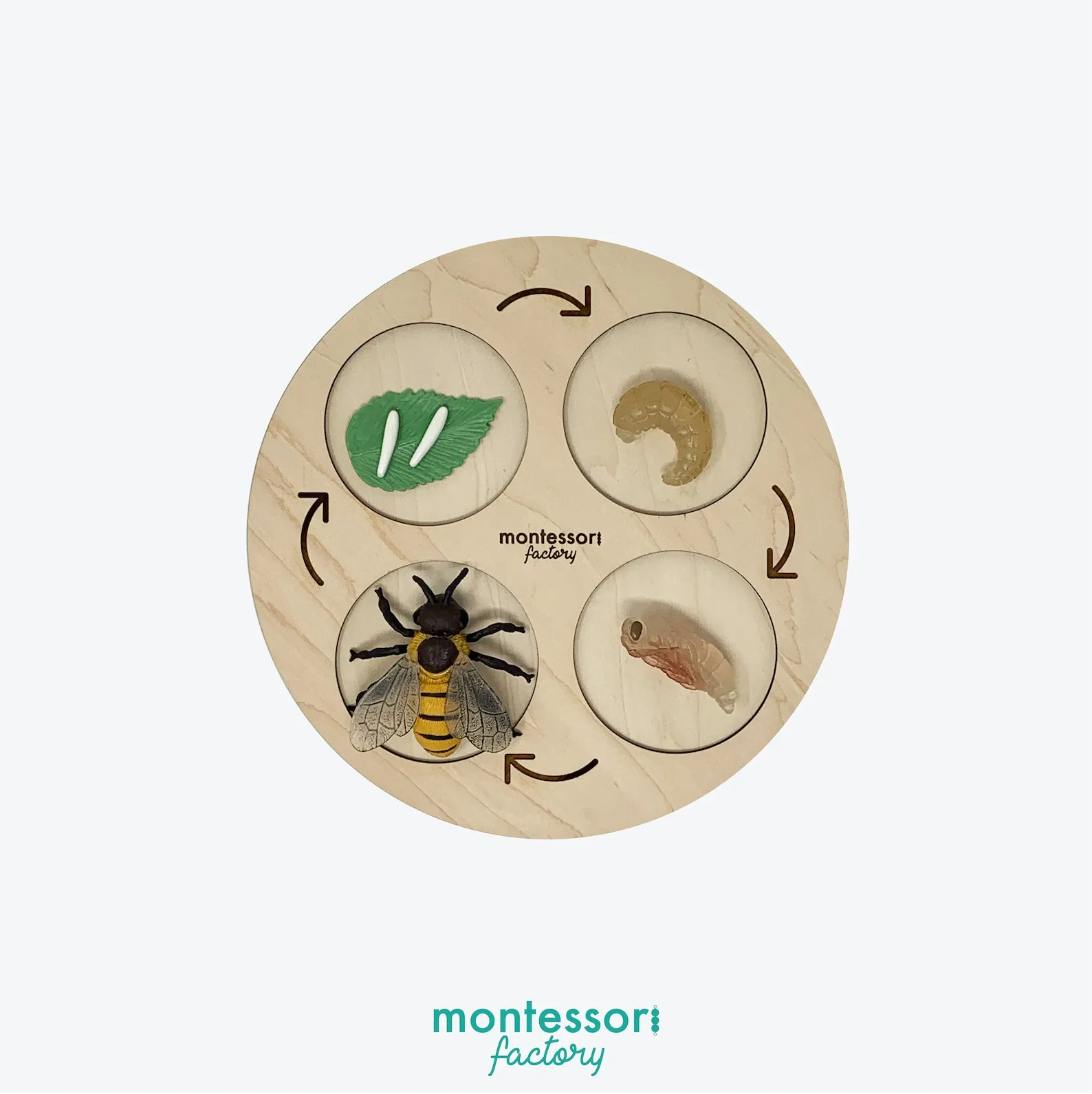 19523 spiderling feeding