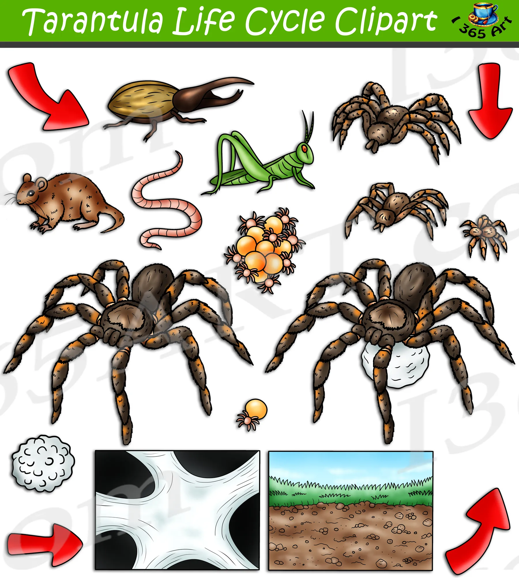19523 tarantula habitat
