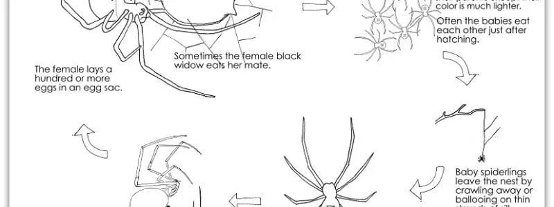 /img/19523-tarantula-lifespan.webp