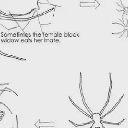 /img/19523-tarantula-lifespan.webp