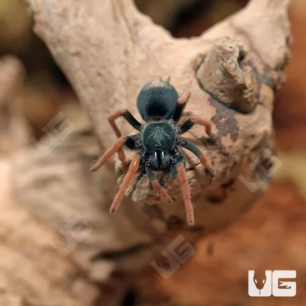 19524 brazilian rainbow tarantula enclosure