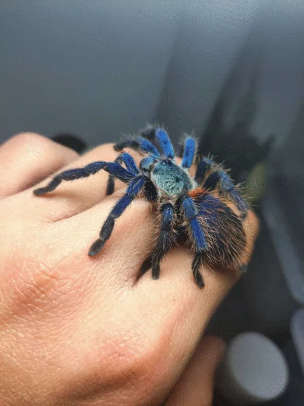 19524 brazilian rainbow tarantula feeding
