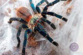 19524 brazilian rainbow tarantula handling