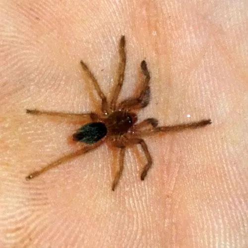 /img/19524-brazilian-rainbow-tarantula-health.webp