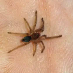 /img/19524-brazilian-rainbow-tarantula-health.webp