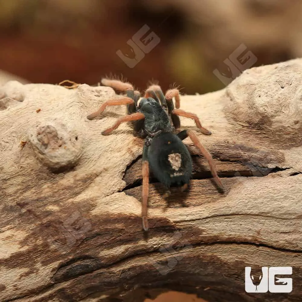 19524 brazilian rainbow tarantula overview