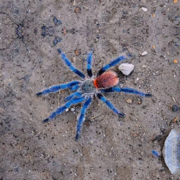 19524 brazilian rainbow tarantula shedding