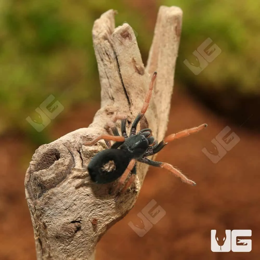 19524 brazilian rainbow tarantula substrate