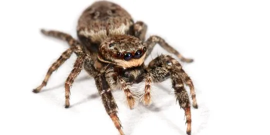 19525 chinese bird spider