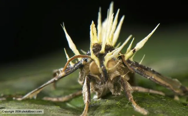 19525 goliath birdeater